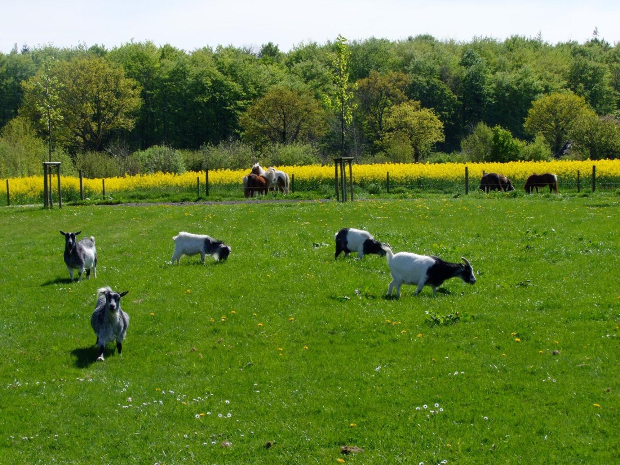 Ferienwohnungen Auf Dem Ferienhof Sell Stoltebüll Extérieur photo